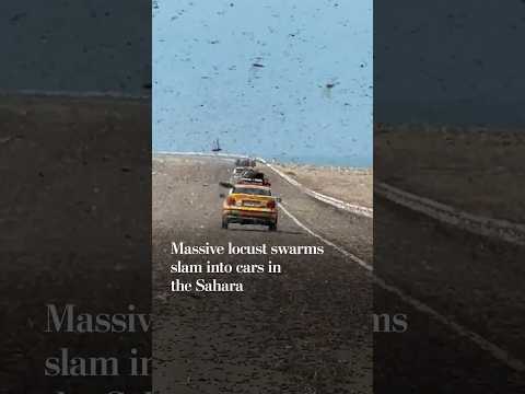 Massive locust swarms slam into cars in the Sahara