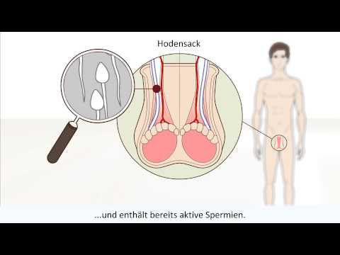 Natürliches Heilmittel für Prostatitis Es sieht aus wie die Prostata bei Männern Foto