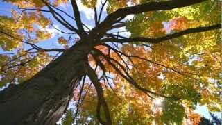 The Church&#39;s Embrace