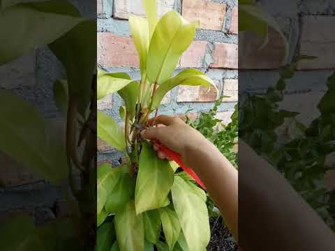 Cara Paling Mudah Perbanyak Pilodendron lemon #propagating #caramudah #pilodendron #shorts