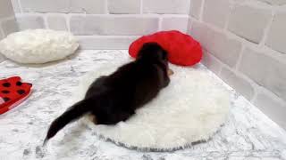 ミニチュアダックスの動画02