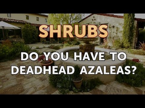 How to Prune a Bottlebrush Shrub