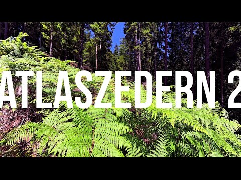 Mit Atlaszedern aufforsten