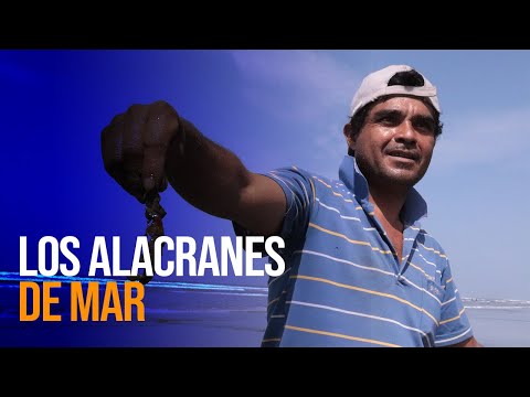#HistoriasDeVida || LOS ALACRANES DE MAR