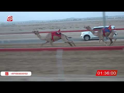  ش 2 (الشبابي) لـ سلطان ضاحي بن حمد المزروعي 3:01 ، شارة صندوق الحلفه 2026/08/17 فطامين سويحان