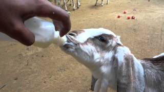 preview picture of video 'Feeding Motherless Cute Little Baby Lamb using Feeding Bottle'