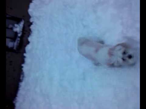 Diamond njoyn 2010 storm