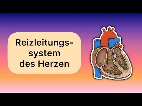 Das Reizleitungssystem des Herzen