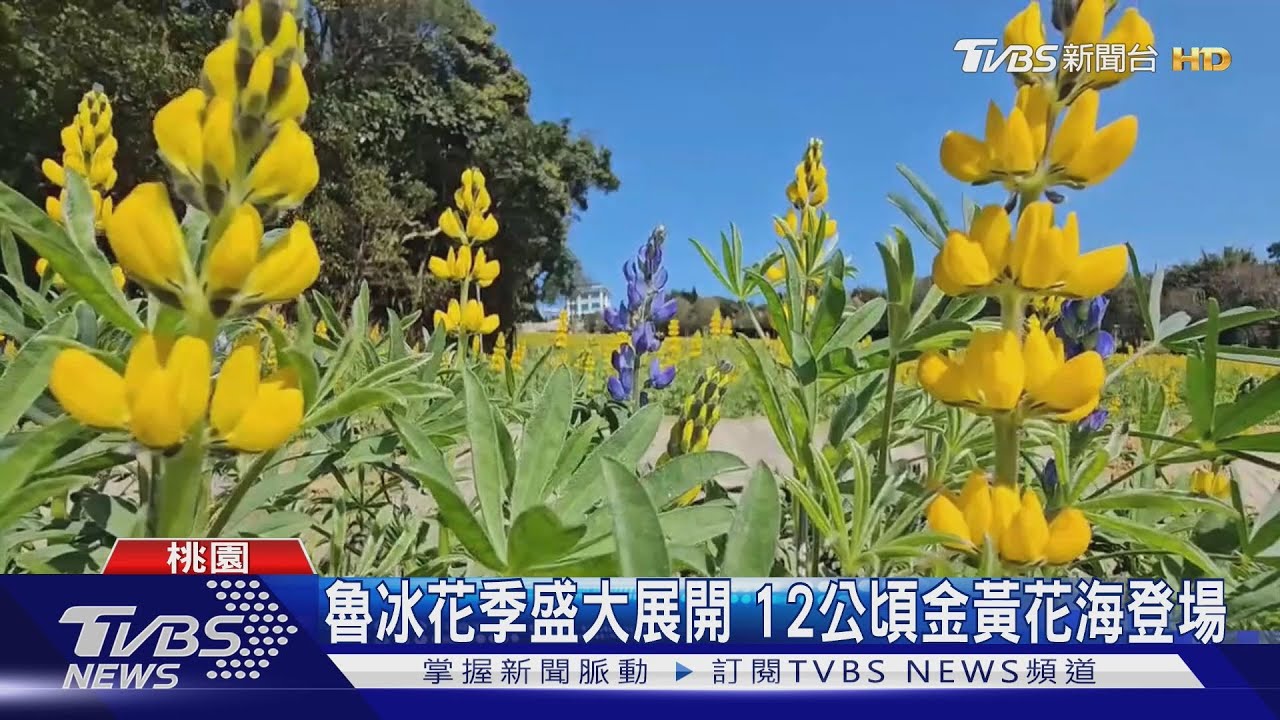 魯冰花季盛大展開 12公頃金黃花海登場