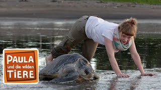 Download lagu Wie Schildkröten Eier legen | Reportage für Kinder | Paula und die wilden Tiere mp3