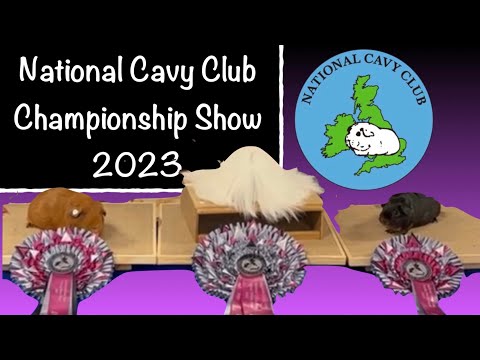 The National Cavy Club Championship Guinea pig show- Stafford 2023 @nationalcavyclub7250