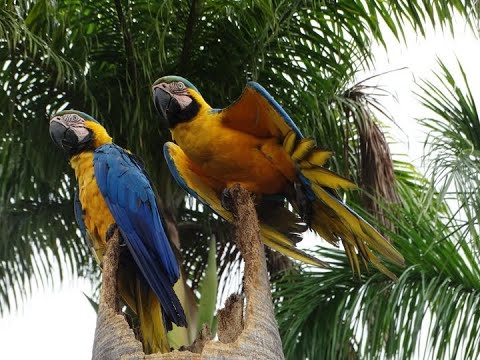 AS AVES E PÁSSAROS DE JOÃO PINHEIRO MG