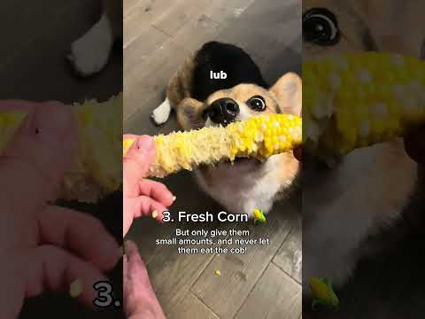 6 human foods you can feed your dog