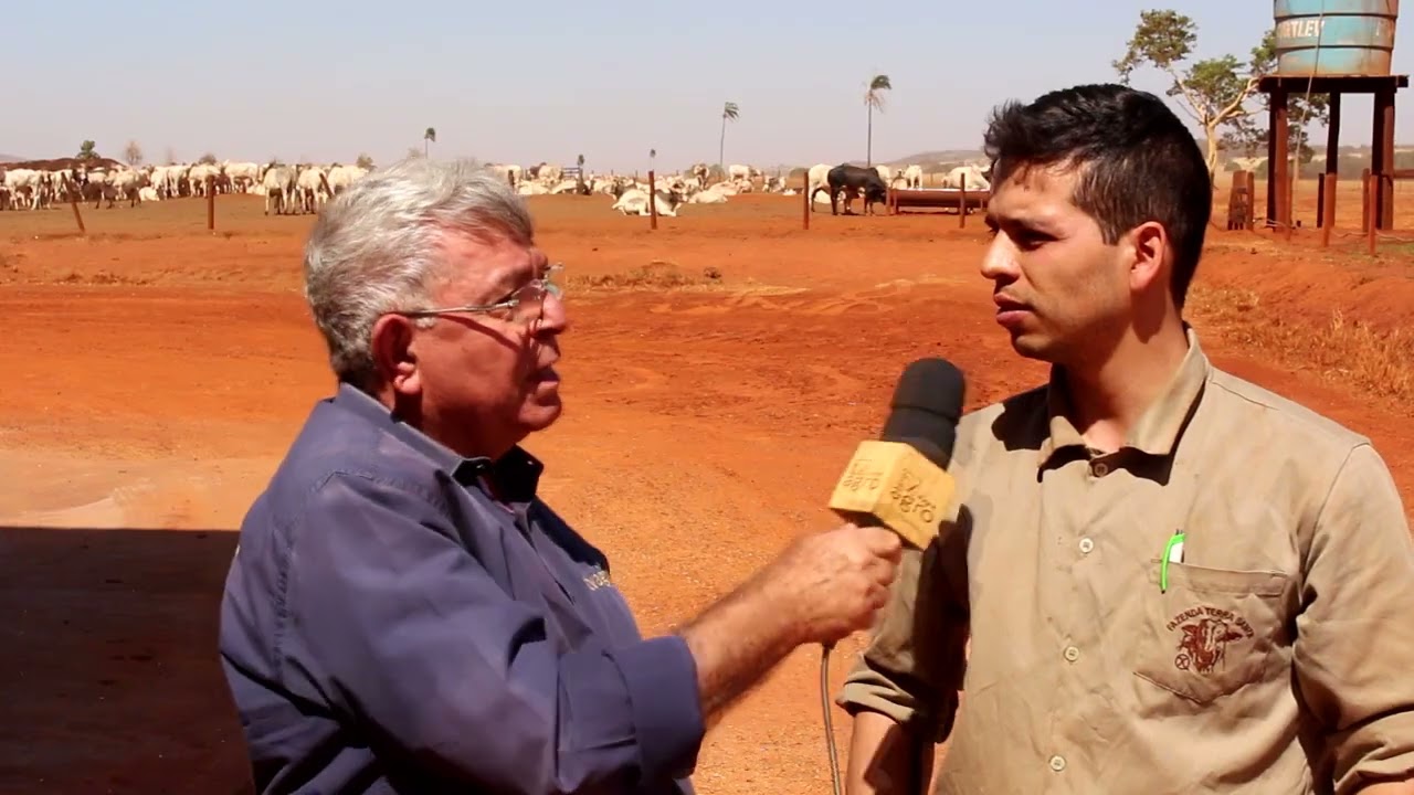 167 ha de Milho x Mombaça - Engordam 3.500 bovinos