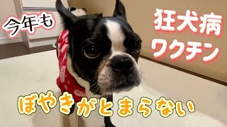 今年も狂犬病ワクチンに行ったら、ぼやきが止まらなくなりました💦　@oreo_channel