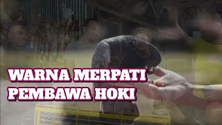 Download lagu 3 WARNA MERPATI PEMBAWA KEBERUNTUNGN//HOKI mp3