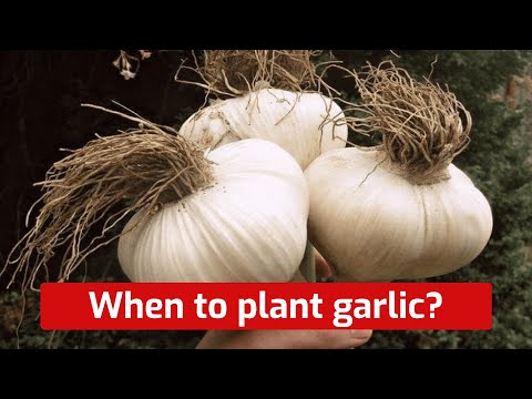 , title : 'When and how to plant garlic before winter'