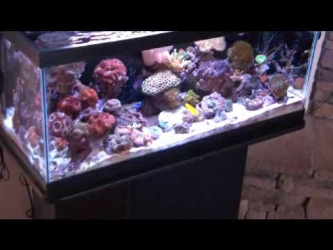 Sonny's 20 gallon nano reef tank