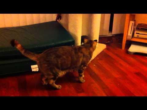 Bort and Toshiko Dance