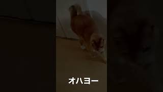 野生を忘れた猫に毎日朝のあいさつした結果【うすけ】#ねこ #猫 #猫のいる暮らし