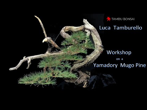 Workshop on a Yamadory Mugo Pine by Luca Tamburello - Tambu Bonsai