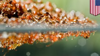 Fire ant rafts: Fire ant colonies have been making rafts to survive Hurricane Harvey - TomoNews Fire ant rafts: Fire ant colonies have been making rafts to survive Hurricane Harvey - TomoNews