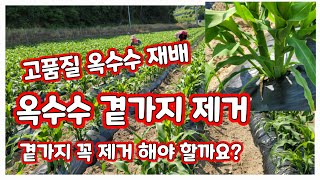 옥수수 곁가지 미흑찰 제거하는 방법 제거 시기 [옥수수재배방법]