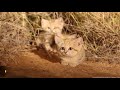 GATITOS de las ARENAS, filmados por primera vez en la NATURALEZA | National Geographic en Español