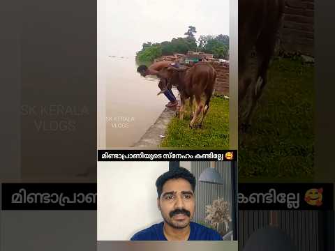 പശുകുട്ടിയുടെ സ്നേഹം 🥰 #shorts #viral #love #animal #reaction