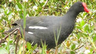Download lagu Suara pikat burung Mandar batu durasi panjang dan kompilasi dari 3 suara burung mandar mp3