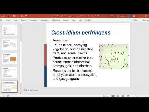 Unit 8: Bacilli and Clostridium