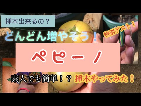 洋梨メロン、ペピーノ 植物