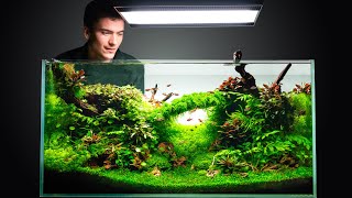 An Introduction To Aquascaping - Creating new worlds.