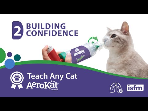 Teach Any Cat AeroKat* - 2: Building Confidence