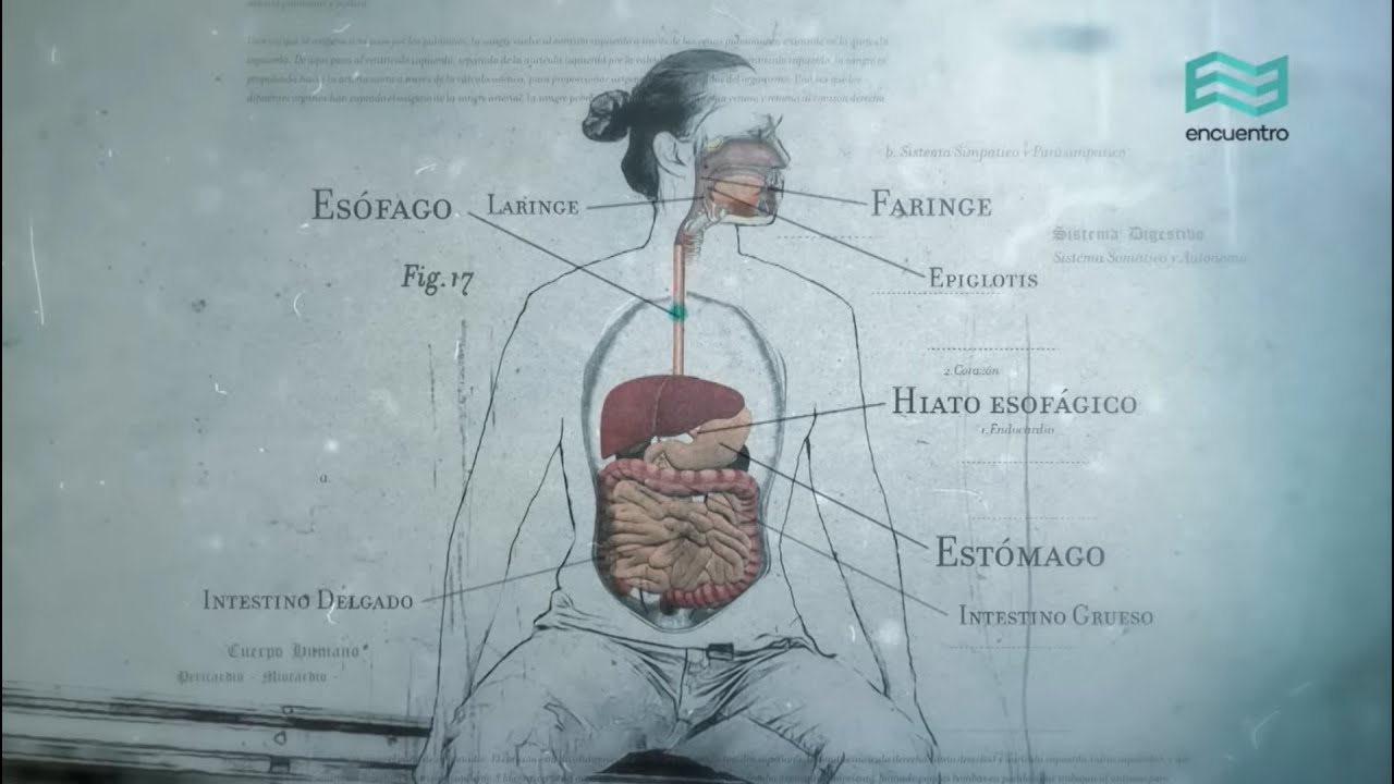 Sistemas. Cuerpo humano: Digestivo (capítulo completo) - Canal Encuentro HD