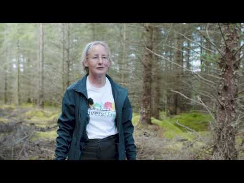 Which woodland management techniques increase tree species diversity? A DiversiTree film