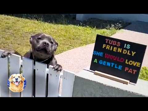 No one Wanted to be Friends with This Pitbull😢 | The Story of a Lonely and Sad Dog