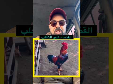 كيفية القضاء على الثعلب🦊🐓 #مزرعة #بادية #reaction #رياكشن