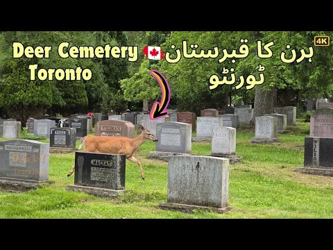 🦌 Hidden DEER Sanctuary in Toronto's Park Lawn Cemetery - Canada 🇨🇦
