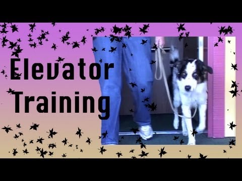 Elevator Training