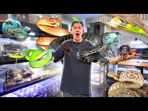 JE VOUS MONTRE TOUS MES ANIMAUX ! ( partie 2 ma pièce d’élevage ) - TOOPET
