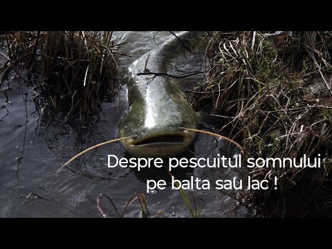 Pescuit la somn pe balta sau lac fara secrete - tehnica , locuri , echipament și momeli pentru somn