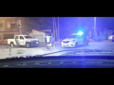 argentina un toro suelto en Quilmes