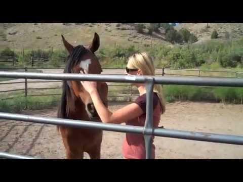 Shahcoeur-2 year old Arabian