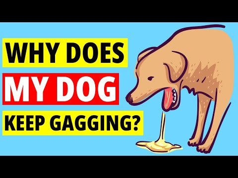 YouTube video about: Why does my dog keep gagging but not throwing up?