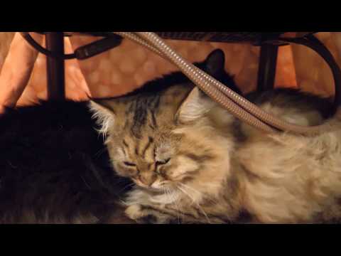 Ameniously miniette kittens