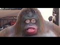 Bonobo Gaming Every Frickin Time
