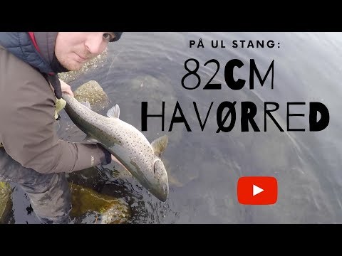 82cm HAVØRRED PÅ 6fods UL STANG!!