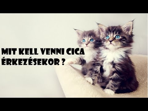 A macskának merevedése van, Vásárolni az erekció növelése érdekében