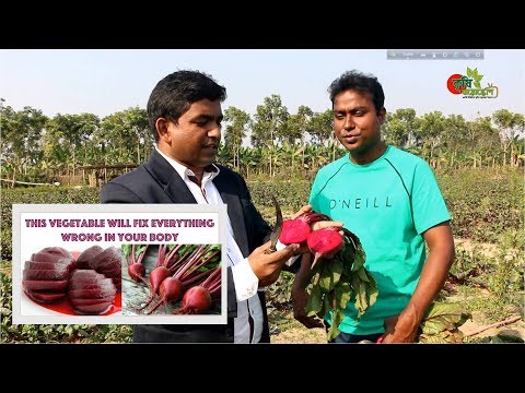 বিটরুট (beetroot)-সয়েল চার্জিং টেকনোলজী- লাভজনক সুপারফুডের চাষ বাংলাদেশে